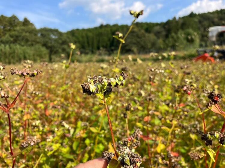 そばは生産者から直接仕入れています