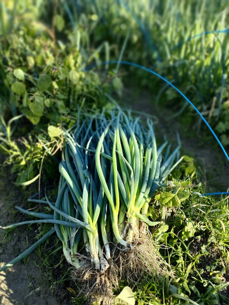 生産者訪問あり！