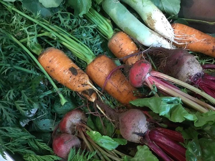 捕れたて新鮮な地場の野菜をふんだんに使用