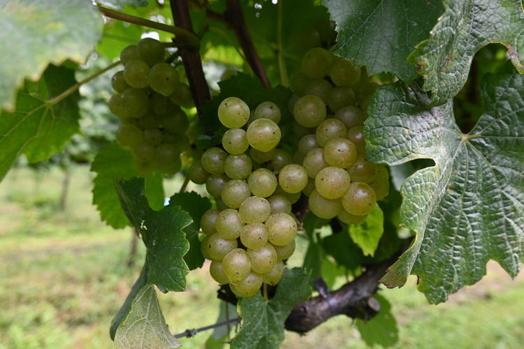 自社ワイナリー・Maison Aki