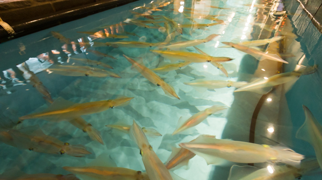 新鮮なイカを使った料理が自慢☆