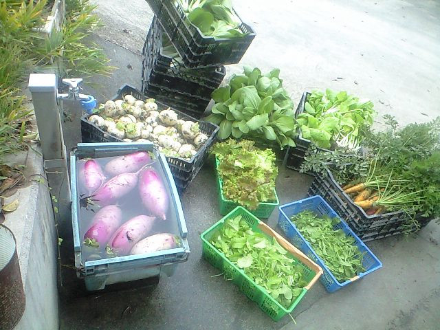 地場農家の新鮮野菜を使用!