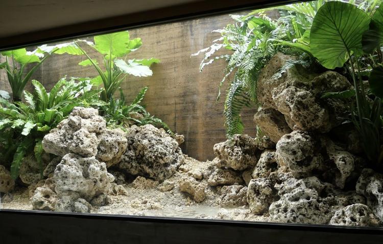 琉球石灰岩と沖縄の植物が迫力ある坪庭