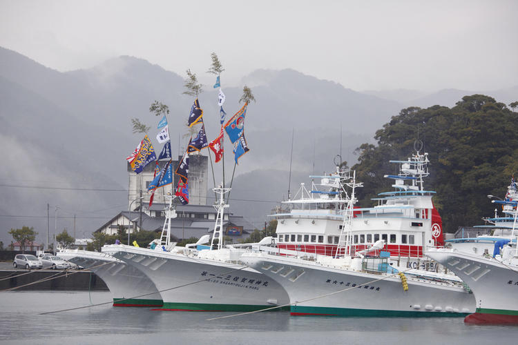 土佐伝統の一本釣りの鰹の専門店