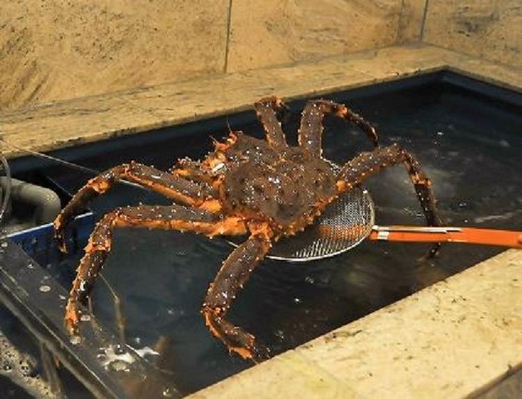 自慢の活蟹。蟹の王様たらばがに！