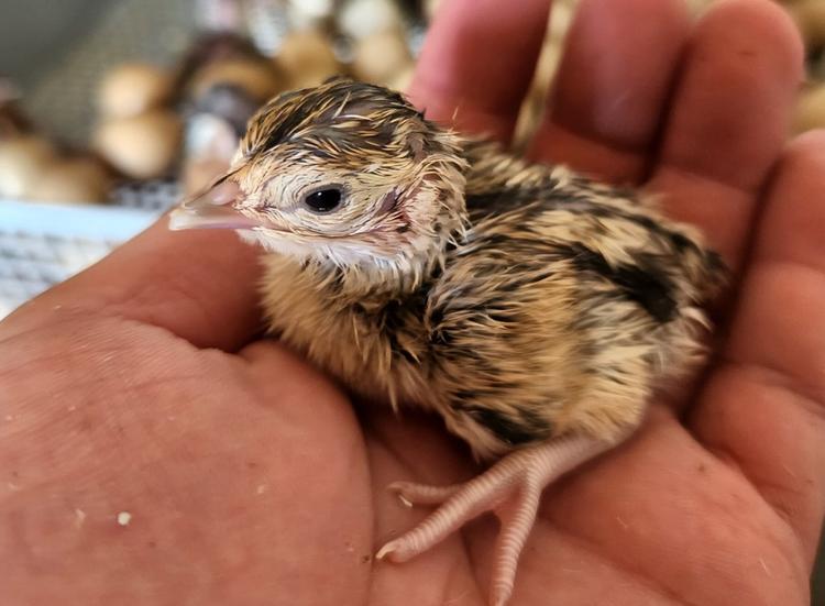 宮崎県の自社養雉場で雉肉生産も行ってます