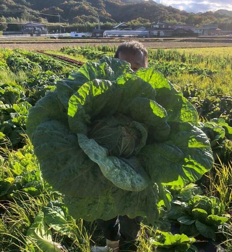 農家さんとの収穫体験は地味に大人気♪