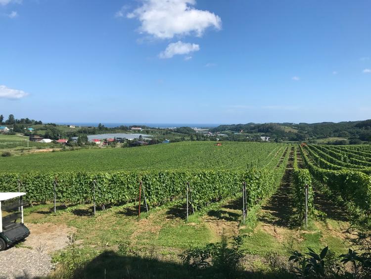 キャメルファームワイナリーのぶどう畑