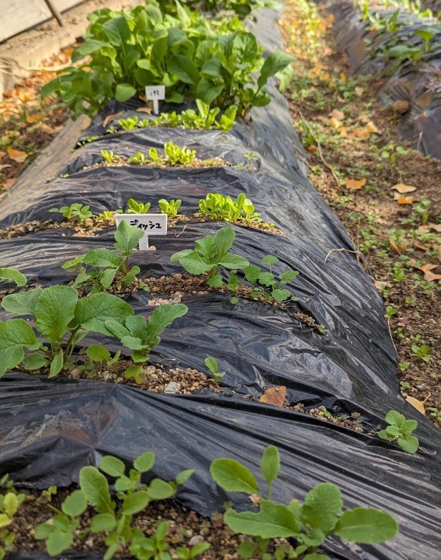 三日月農園の様子です★
