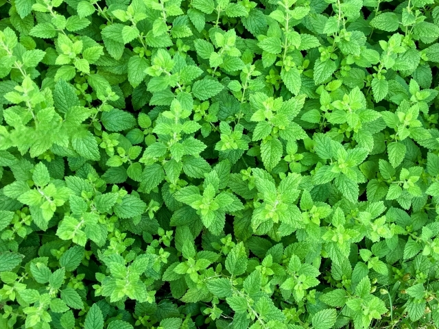 ★ハーブ&厳選放牧豚&お酒を楽しむお店