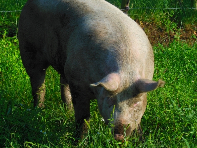 ★こだわりの国産放牧豚を使用！