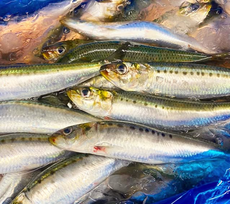 知識を磨いて“魚のプロ”を目指せる！