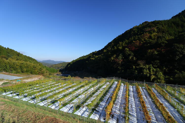 自社運営の自然薯畑