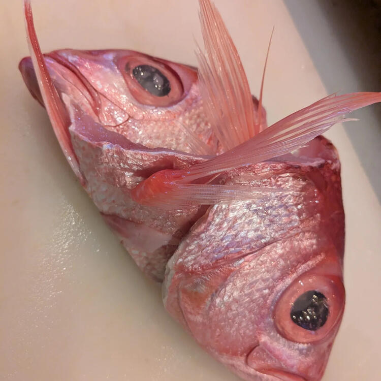 豊洲直送の新鮮な食材をふんだんに使用