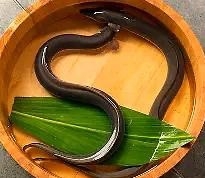 鹿児島産、上質な『旨水の鰻』