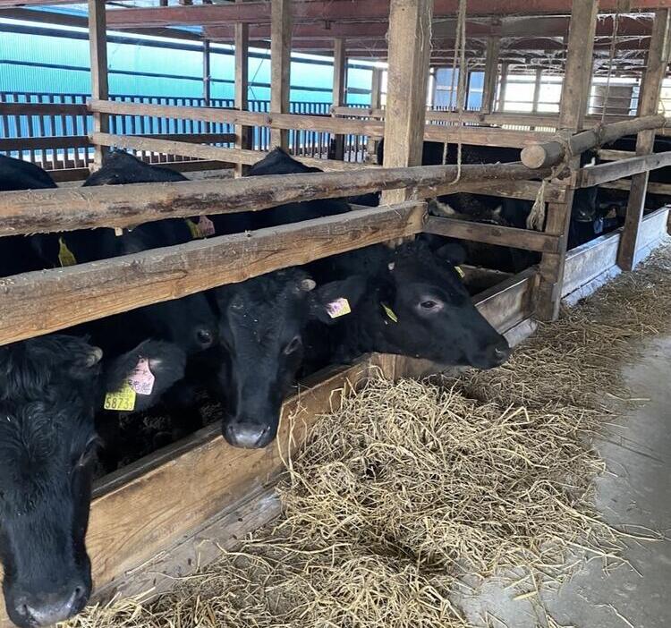 山形牛を一等買い