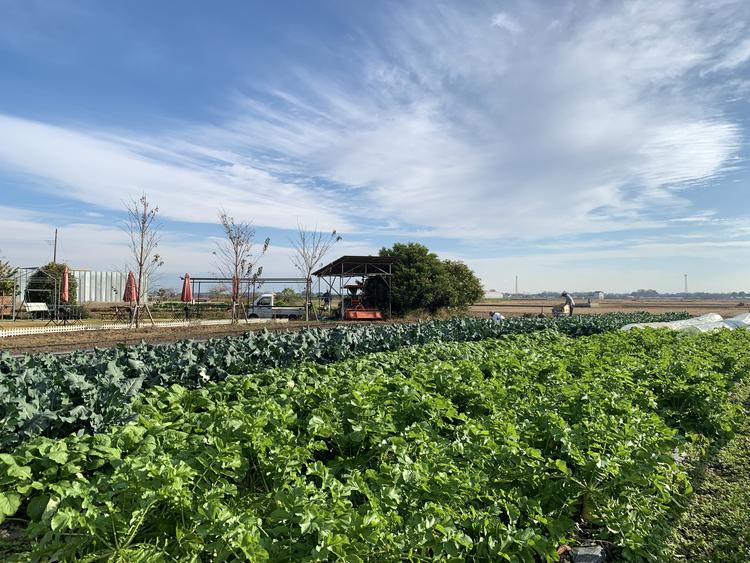 自社畑の野菜入り餃子はCKで製造！