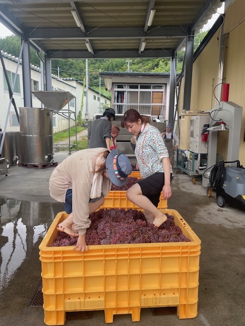 ブドウの収穫やブドウ踏みを体験♪