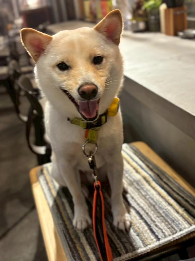 わんちゃん好きも是非！