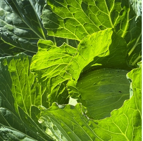 Flammesの詳細画像6