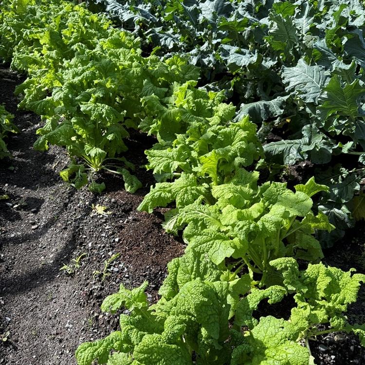 Flammesの詳細画像4