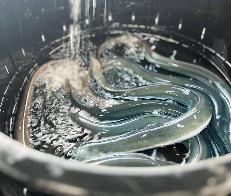 活鰻を朝〆、店内捌きにこだわります！