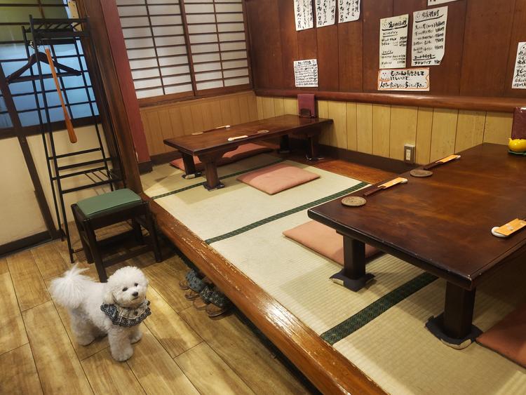 笑ひめの看板犬 もっちゃんと小上がり