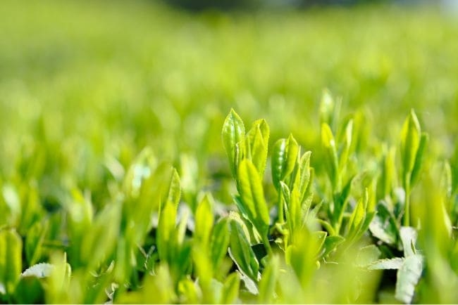 一番茶のみを使用！