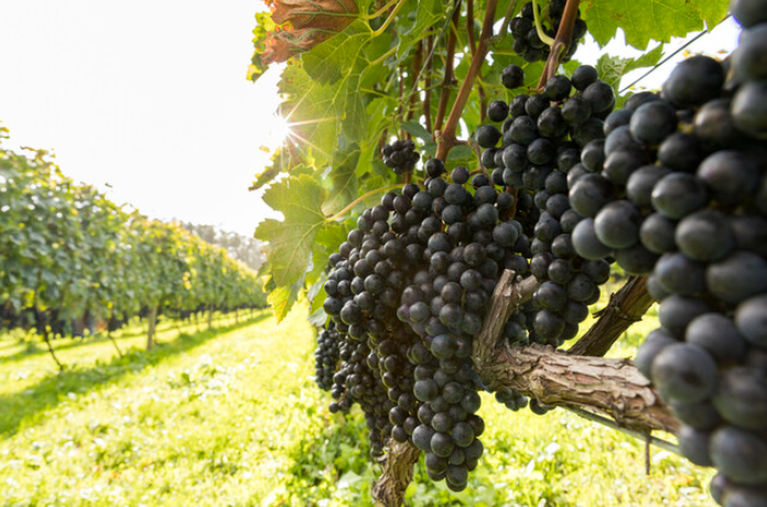 自社畑では10種類程度のブドウを栽培