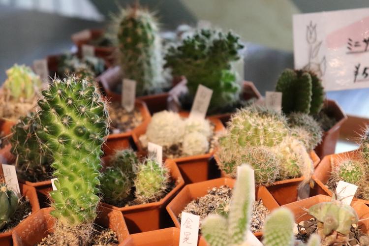 花ナ々ナ(仮)の詳細画像5