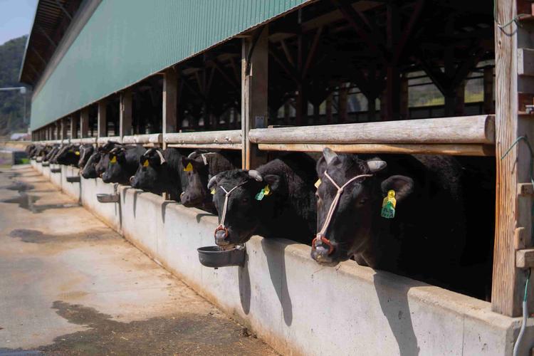 生産者から直接仕入れ