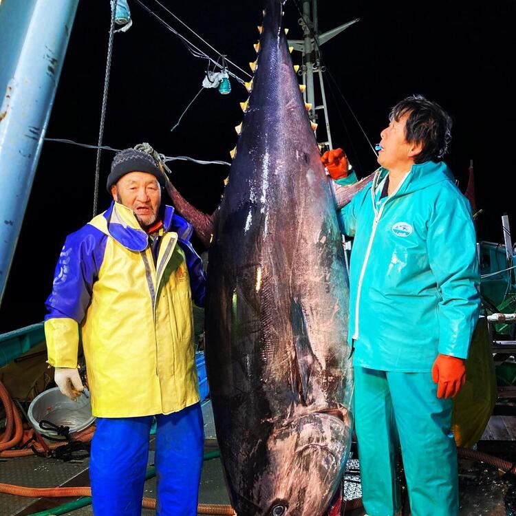 300kgの本マグロ！