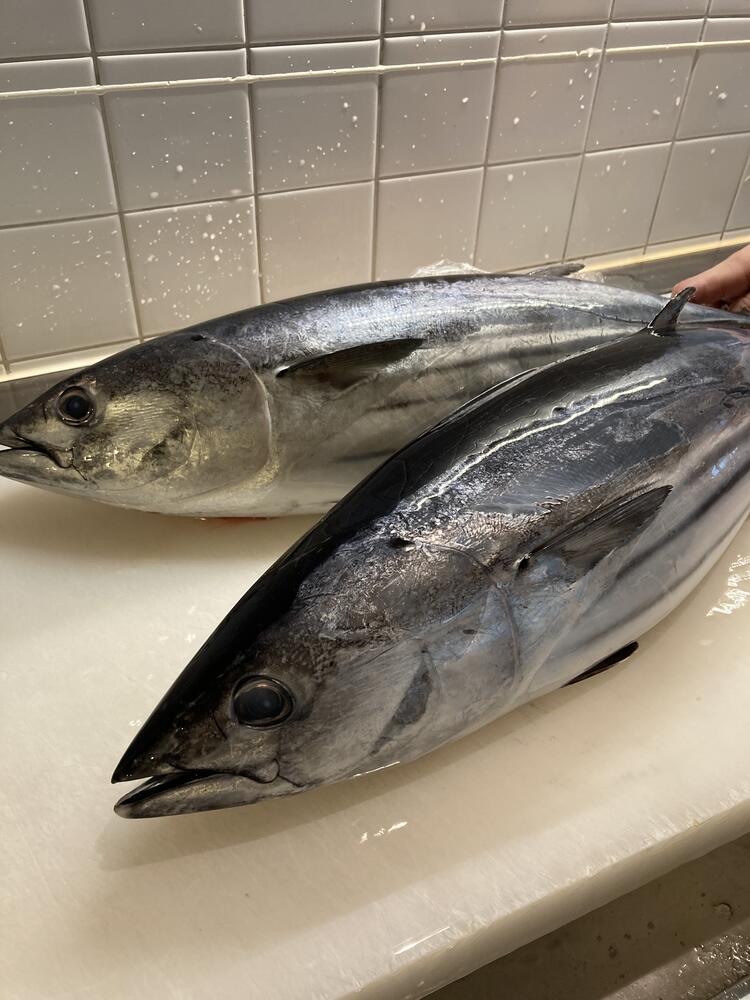 鮮魚技術が学べる環境です