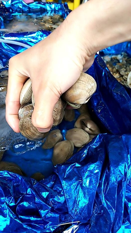 店頭の生け簀には活けの様々貝類が並びます