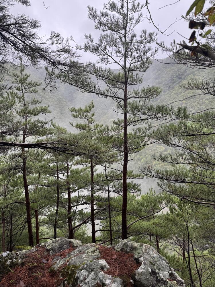岩手県での松茸狩りの研修