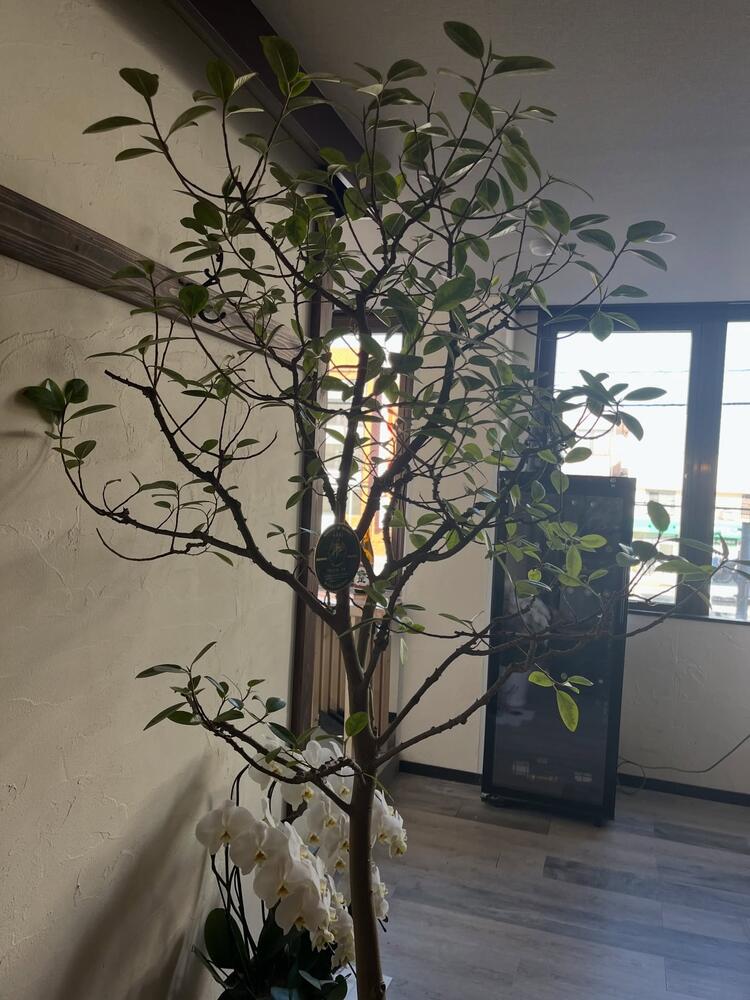 拝島の新たなシンボルを目指しています