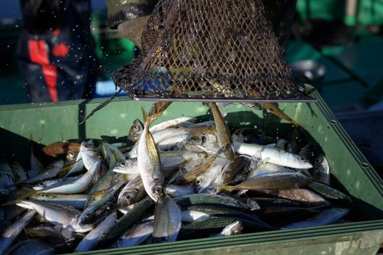 新鮮な食材を使って自由に料理してください