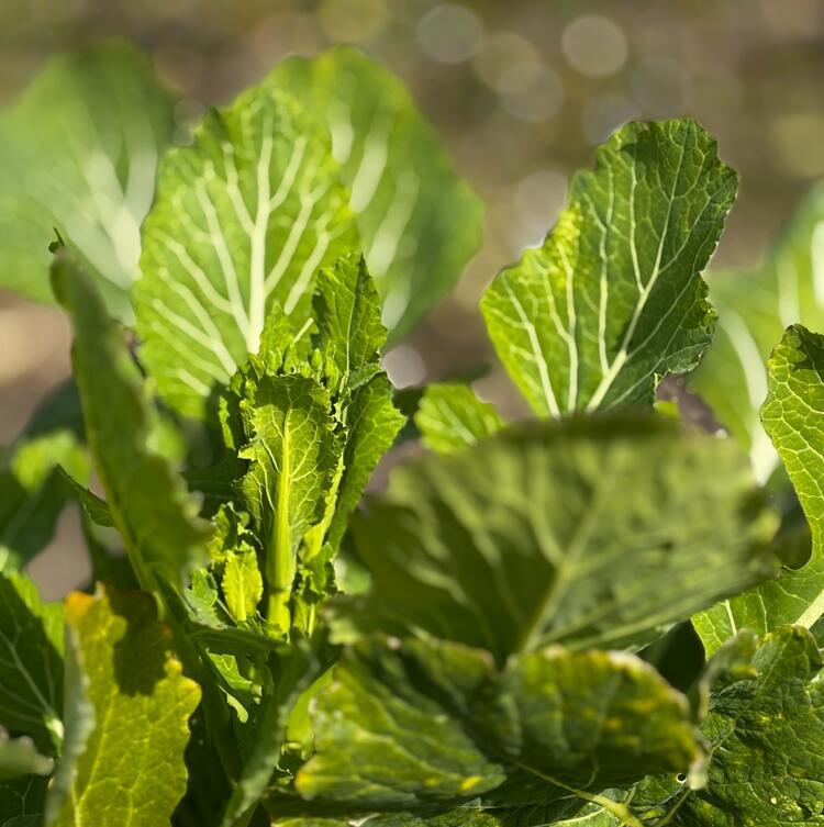 　　　　100年以上続く畑で育つ花菜
