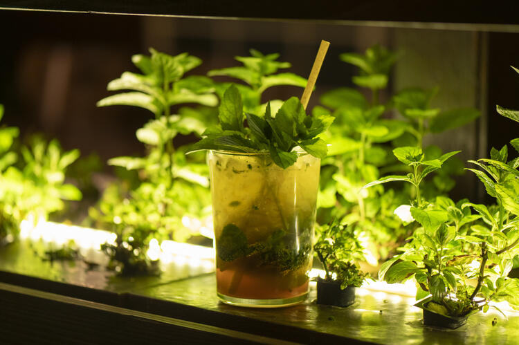 大人気のミントカクテル