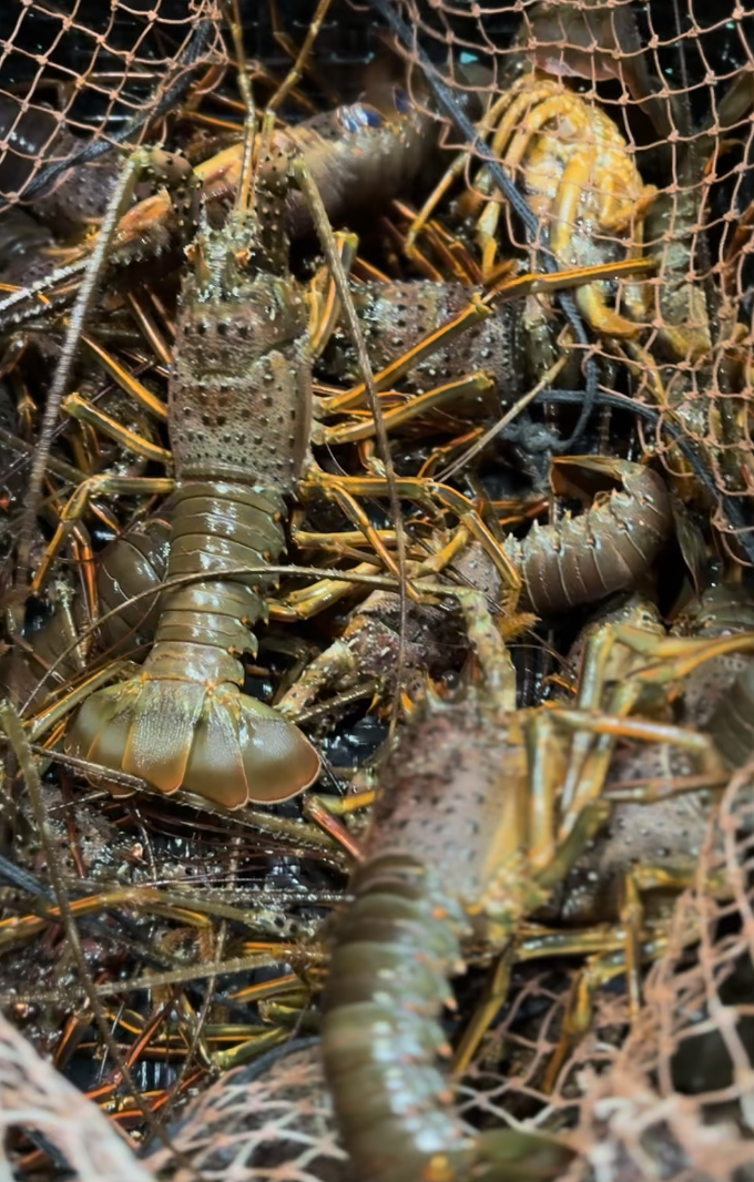 こだわりの上質食材で格調高くカジュアルに