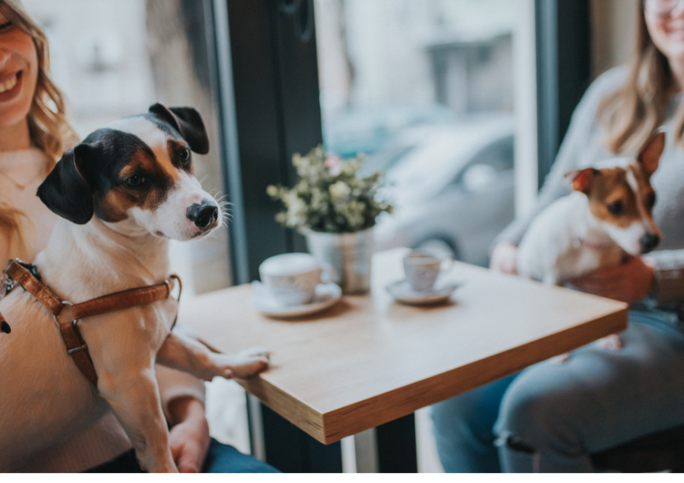 犬好きの方歓迎！※フリー画像
