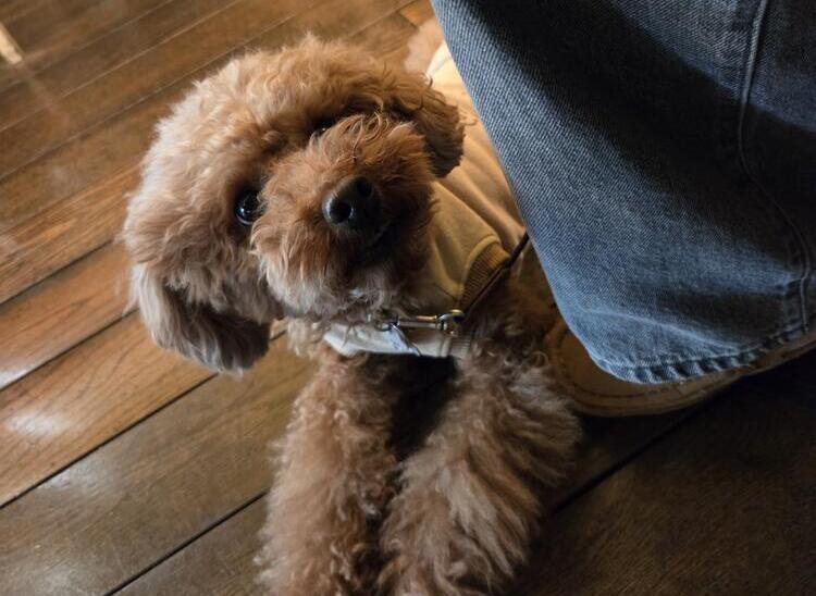 ご応募お待ちしています★※フリー画像