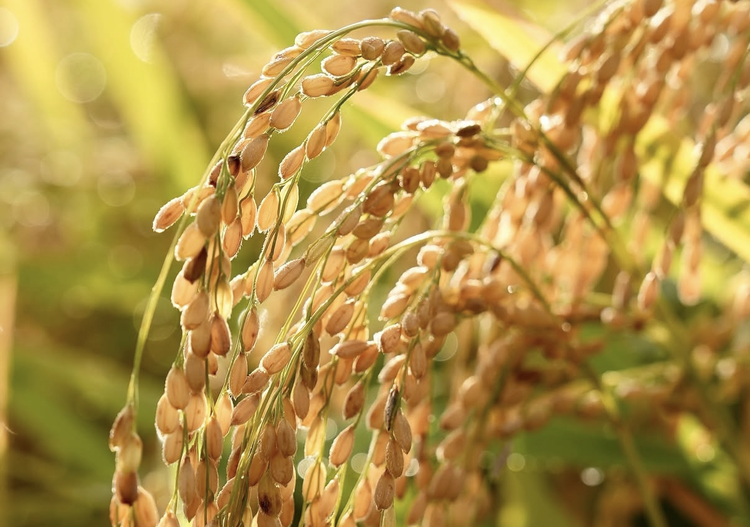 ご提供するお米にもこだわっています◎