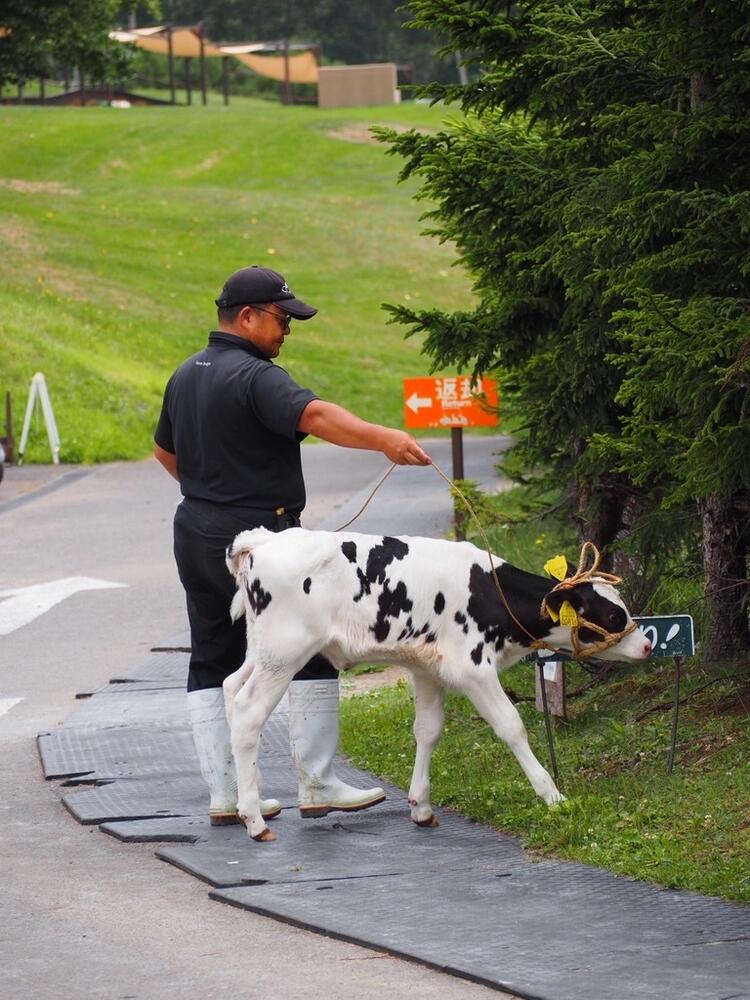 夏は牛さんが目の前に