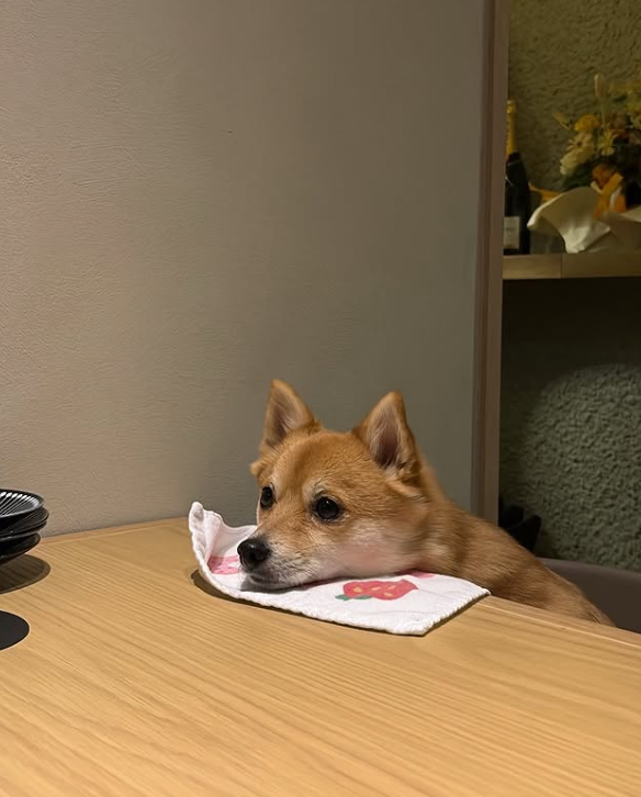 可愛いワンちゃんもご来店されます♪