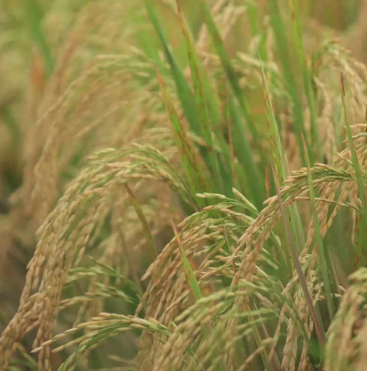 新潟県南魚沼産のお米を使用◎