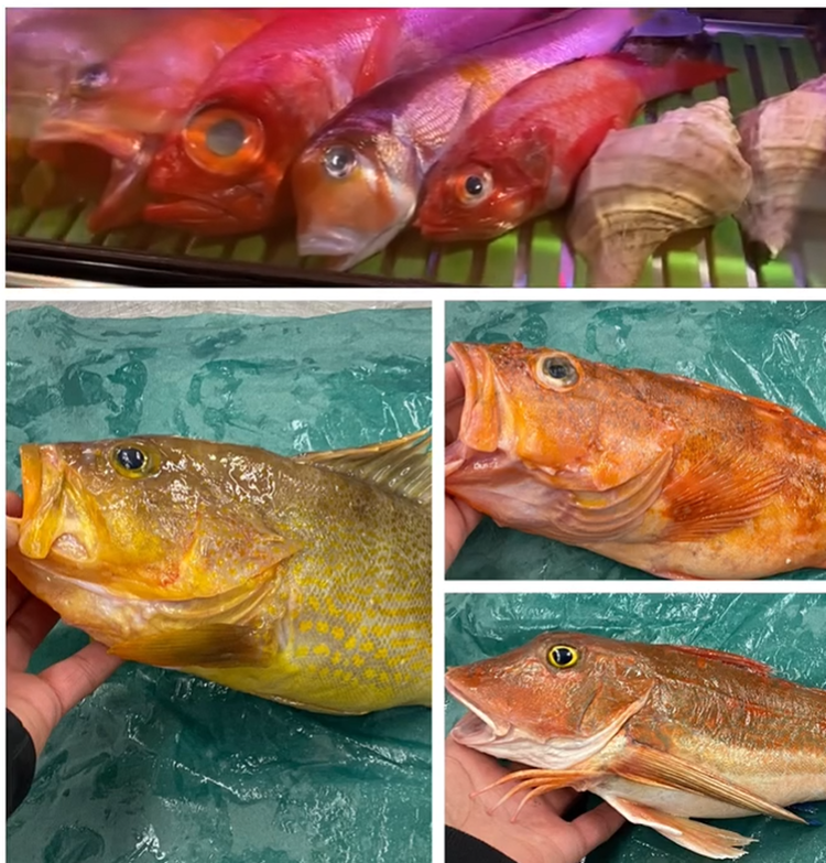 珍しい魚や高級魚も扱えます！