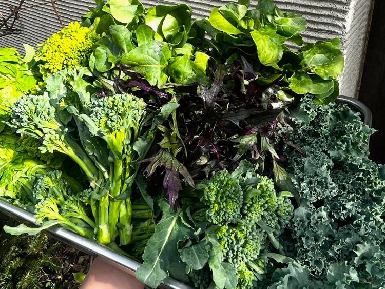 毎週鎌倉まで仕入れに通っています