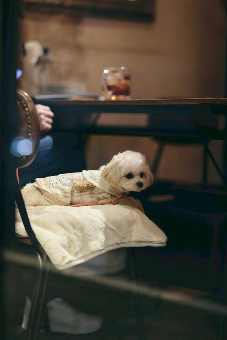 ペット連れのお客様も多いです🐶