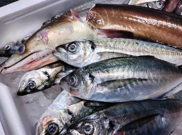 鱧（はも）料理が自慢♪